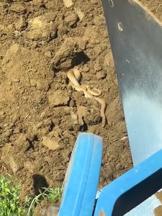 Havalar ısındı, yılanlar ortaya çıktı