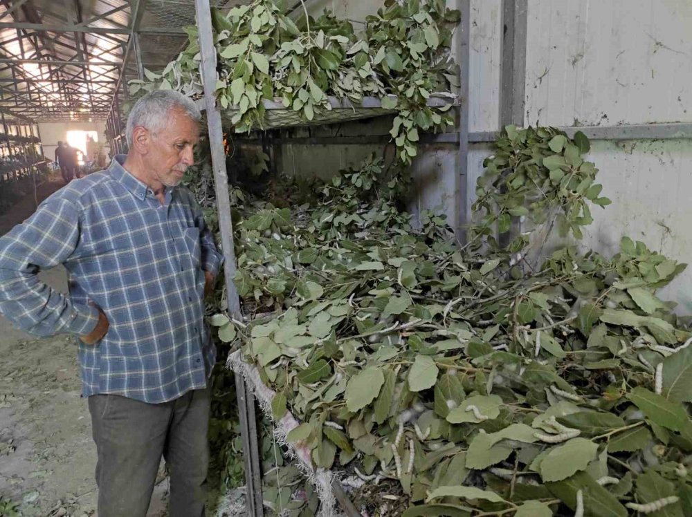 İpek böcekciliği, Sason'da 150 ailenin önemli geçim kaynağı arasında yer alıyor