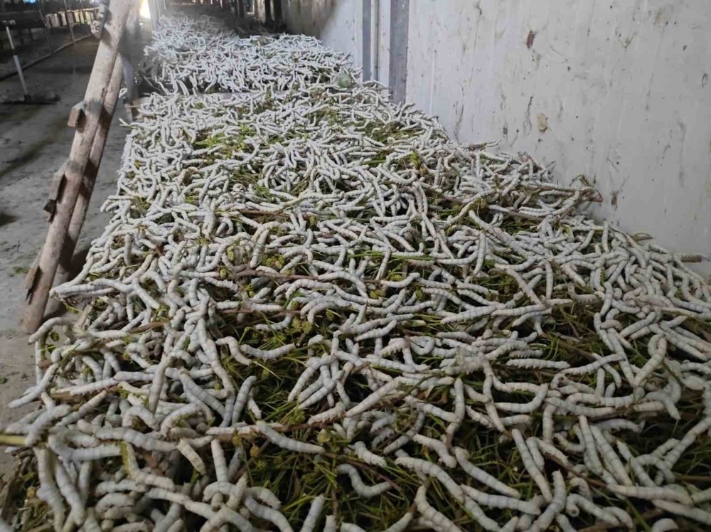 İpek böcekciliği, Sason'da 150 ailenin önemli geçim kaynağı arasında yer alıyor