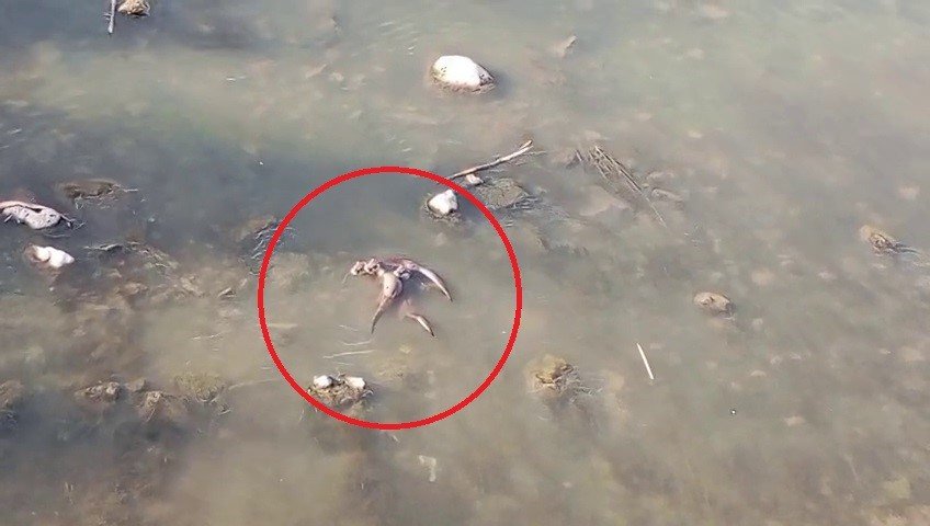 Nesli tehlike altında olan yavru ’su samurları’ Dicle nehrinde görüntülendi