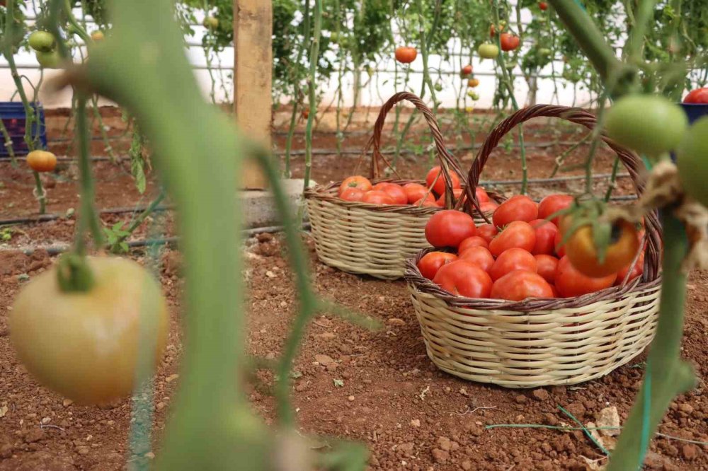 Urfa’da sebzeler hem sofraya hem de ekonomiye katkı sağlıyor