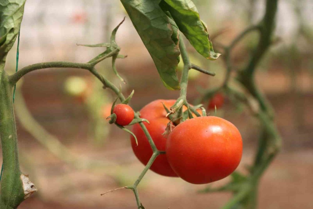 Urfa’da sebzeler hem sofraya hem de ekonomiye katkı sağlıyor
