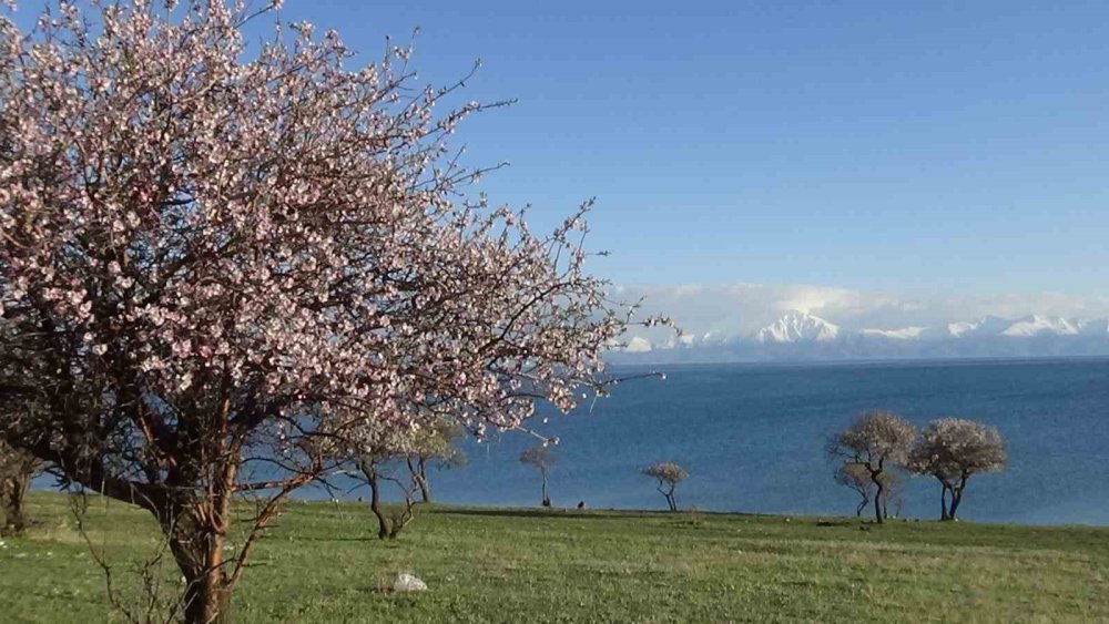 Doğaseverlerin yeni rotası Van'ın Çarpanak yarımadası