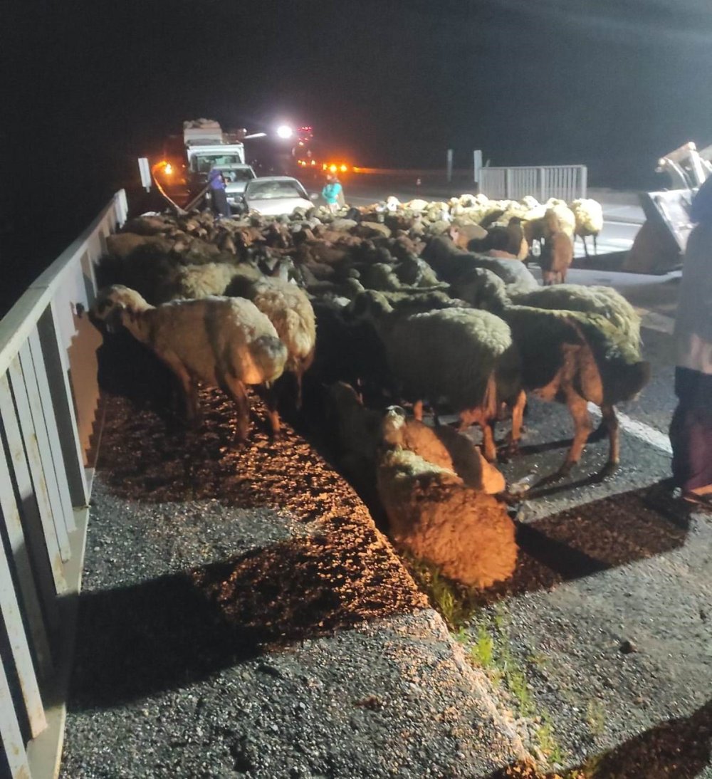 Kurbanlıkları taşıyan tır devrildi: Onlarca koyun öldü