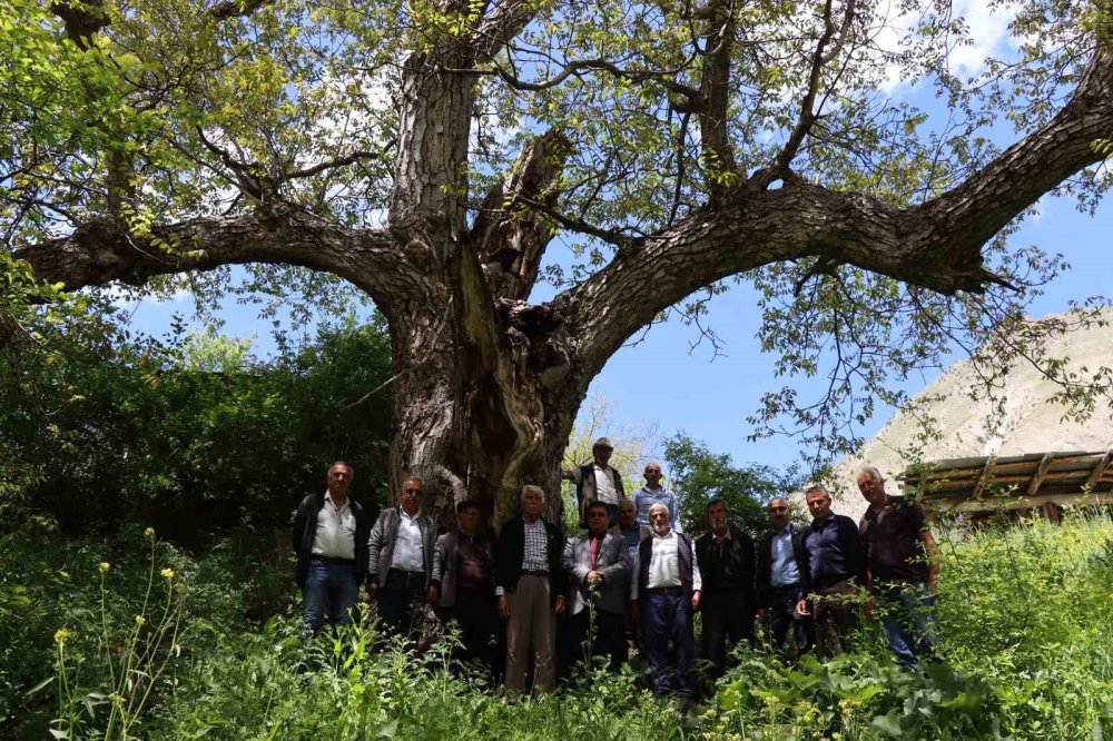 Yaklaşık 300 yıllık ceviz ağacı dimdik ayakta