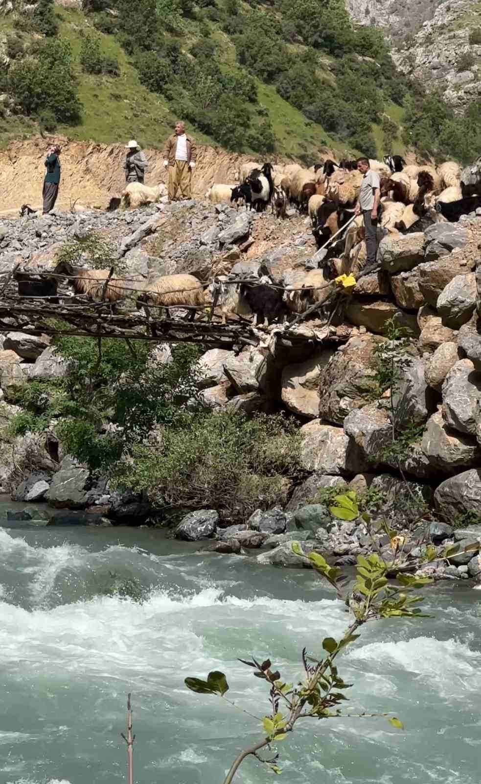 Avaşin Deresi’ndeki asma köprüden geçen koyun sürüsü görenleri hayran bıraktı