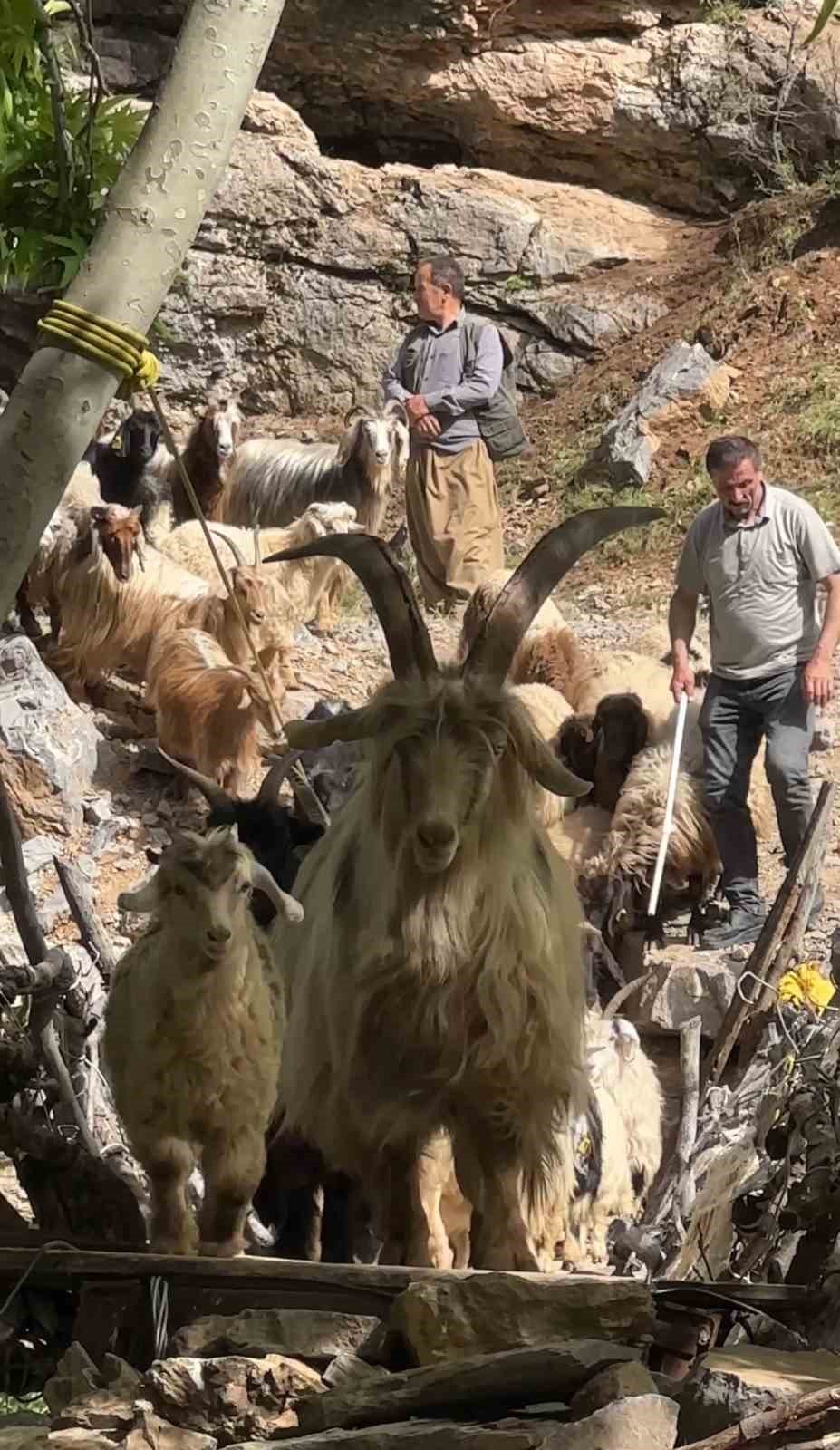 Avaşin Deresi’ndeki asma köprüden geçen koyun sürüsü görenleri hayran bıraktı