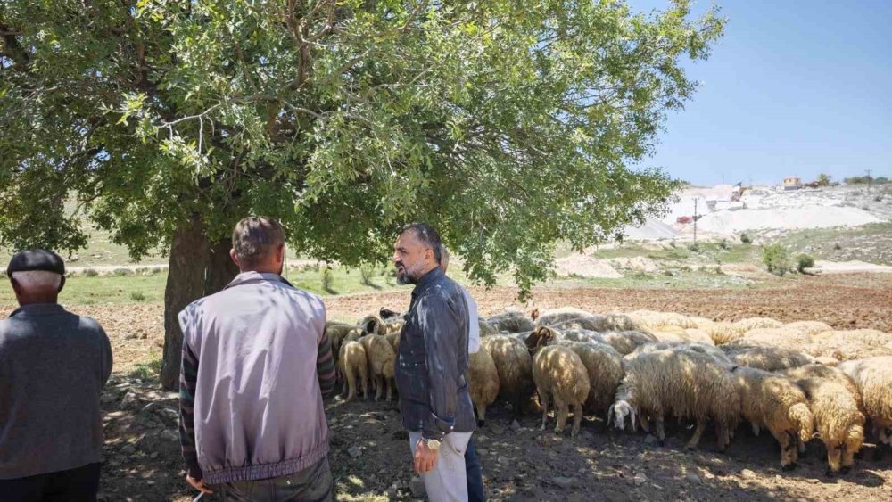 Malatya’da yetiştiriciler yayla yoluna çıktı