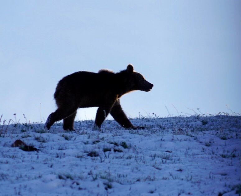 Posof'ta boz ayı böyle görüntülendi