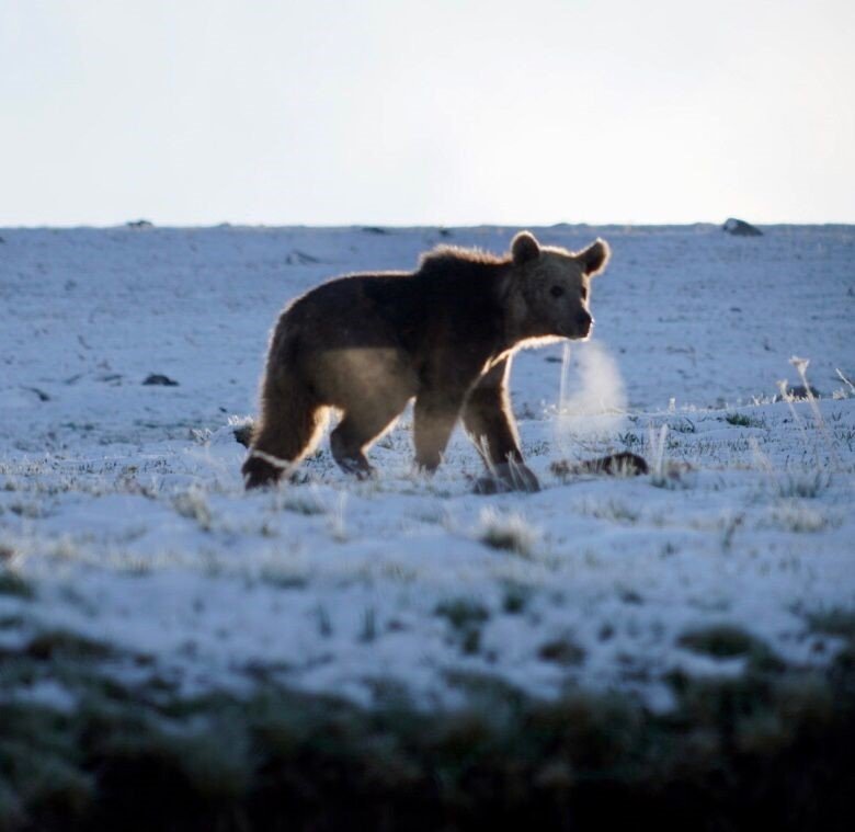 Posof'ta boz ayı böyle görüntülendi