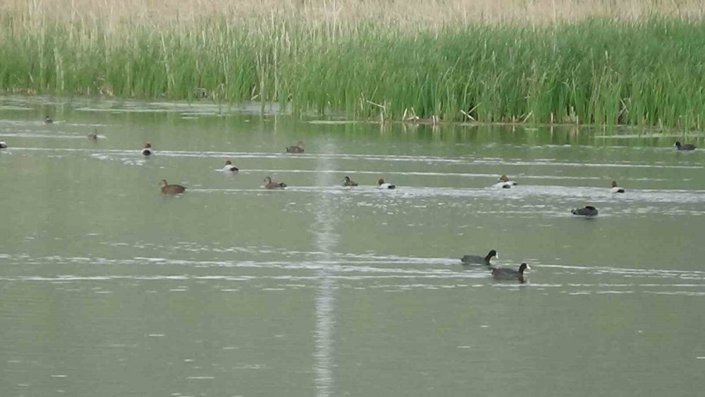 Van Gölü havzası: Kuş popülasyonu canlandı
