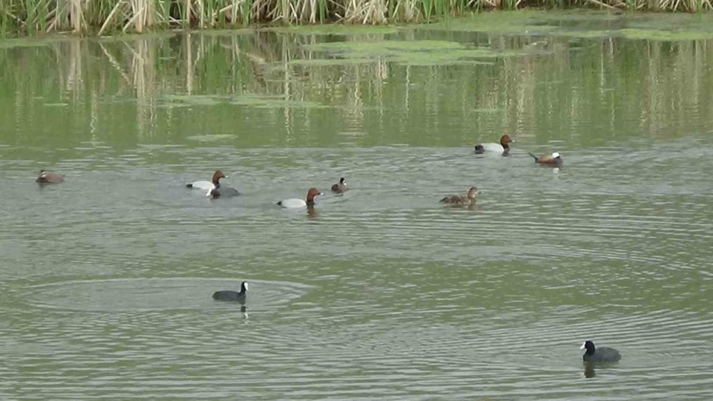 Van Gölü havzası: Kuş popülasyonu canlandı