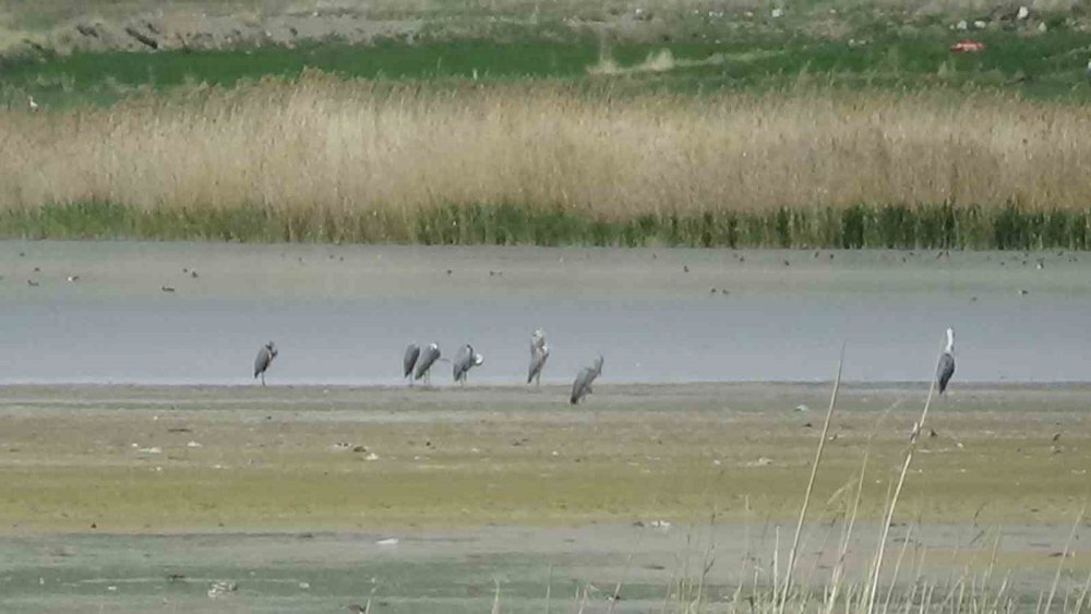 Van Gölü havzası: Kuş popülasyonu canlandı