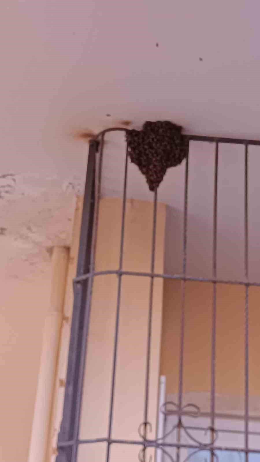 Çıplak elleriyle yüzlerce arının arasına girdi