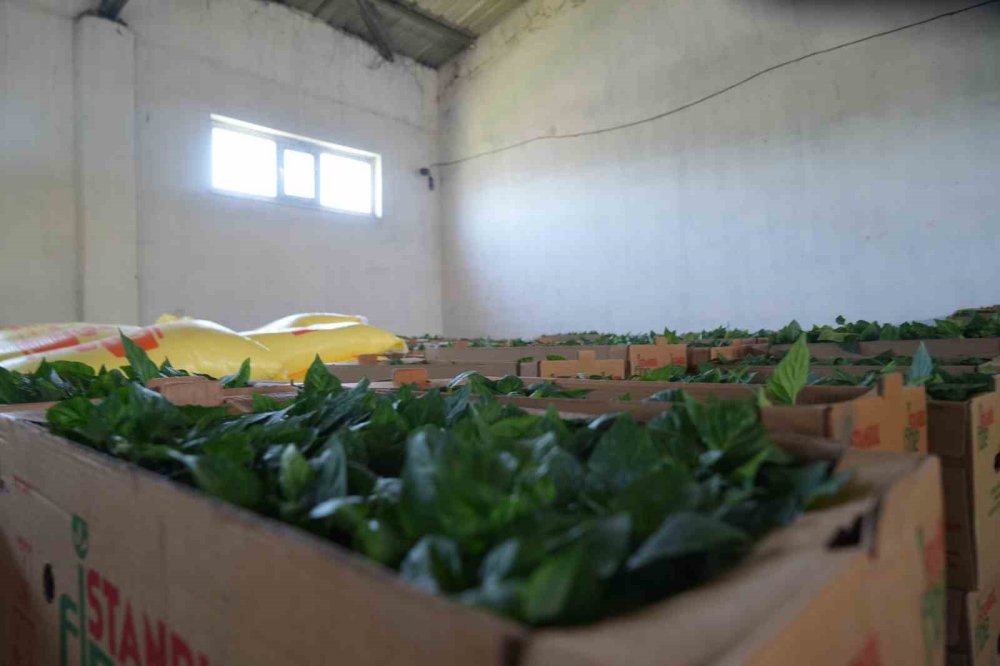 Muş’ta çiftçiye 6,5 milyon TL’lik fide desteği