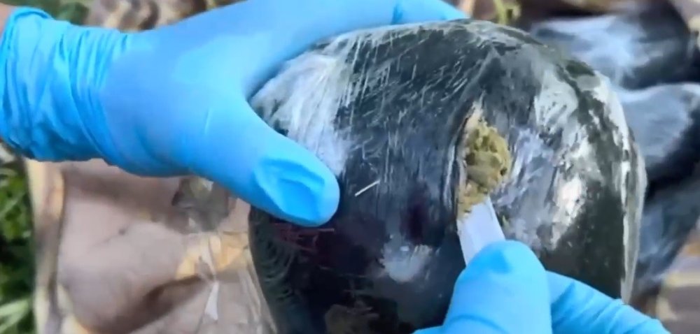 Bitlis’te dere kenarına gizlenmiş esrarı dedektör köpek buldu