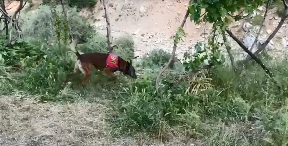 Bitlis’te dere kenarına gizlenmiş esrarı dedektör köpek buldu