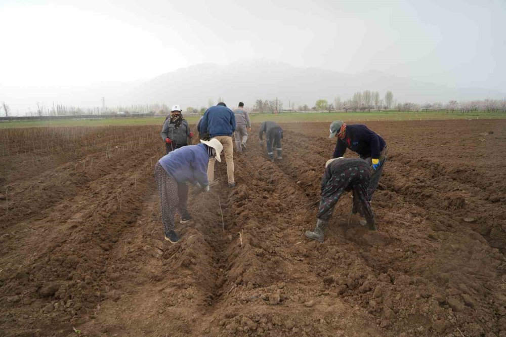 Erzincan bölge illerinin fidan ihtiyacını karşılıyor