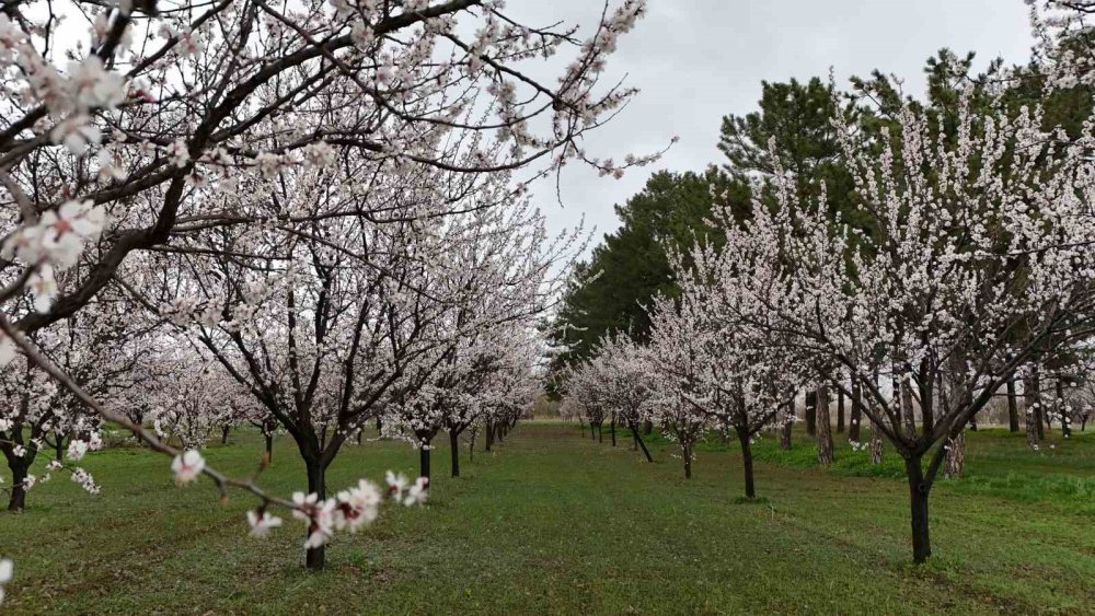 Erzincan bölge illerinin fidan ihtiyacını karşılıyor
