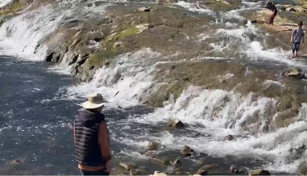 İnci kefalinin göçü yerli ve yabancı turistlerin ilgi odağı oldu