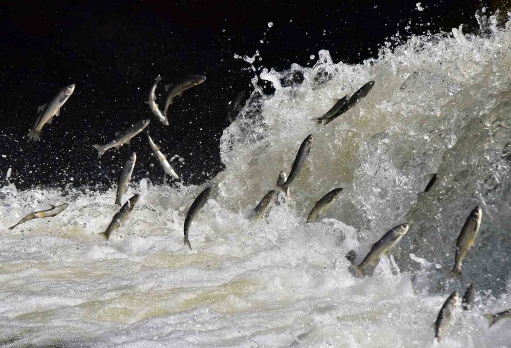Martıların gökte, balıkların suda savaşı: Van'da inci kefali göçü nefes kesiyor
