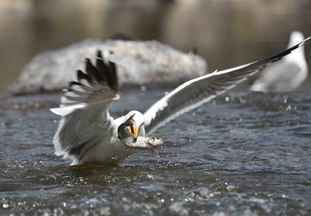 Martıların gökte, balıkların suda savaşı: Van'da inci kefali göçü nefes kesiyor