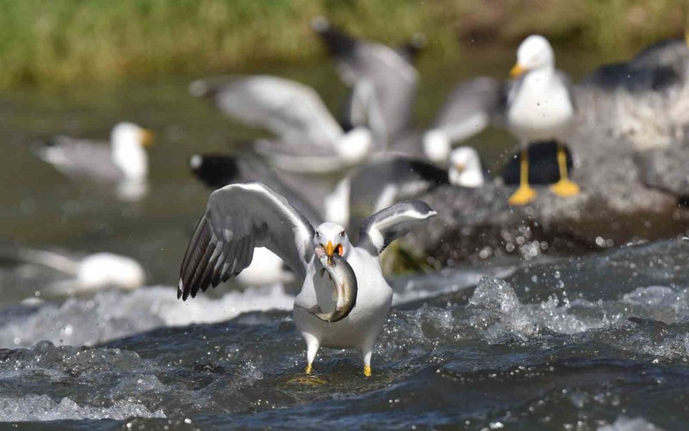 Martıların gökte, balıkların suda savaşı: Van'da inci kefali göçü nefes kesiyor