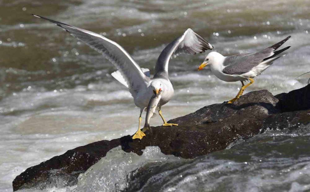 Martıların gökte, balıkların suda savaşı: Van'da inci kefali göçü nefes kesiyor