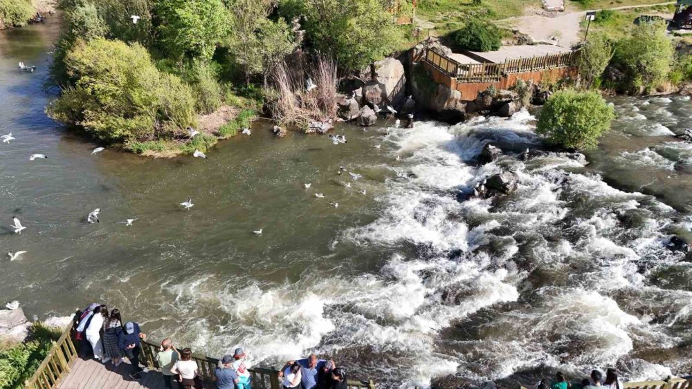 Martıların gökte, balıkların suda savaşı: Van'da inci kefali göçü nefes kesiyor
