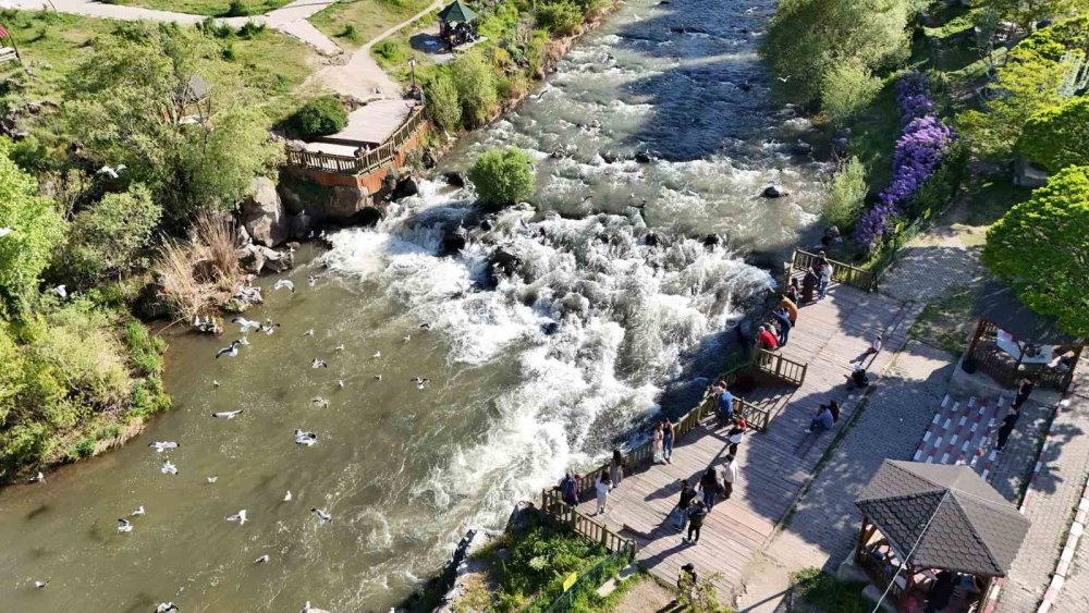 Martıların gökte, balıkların suda savaşı: Van'da inci kefali göçü nefes kesiyor