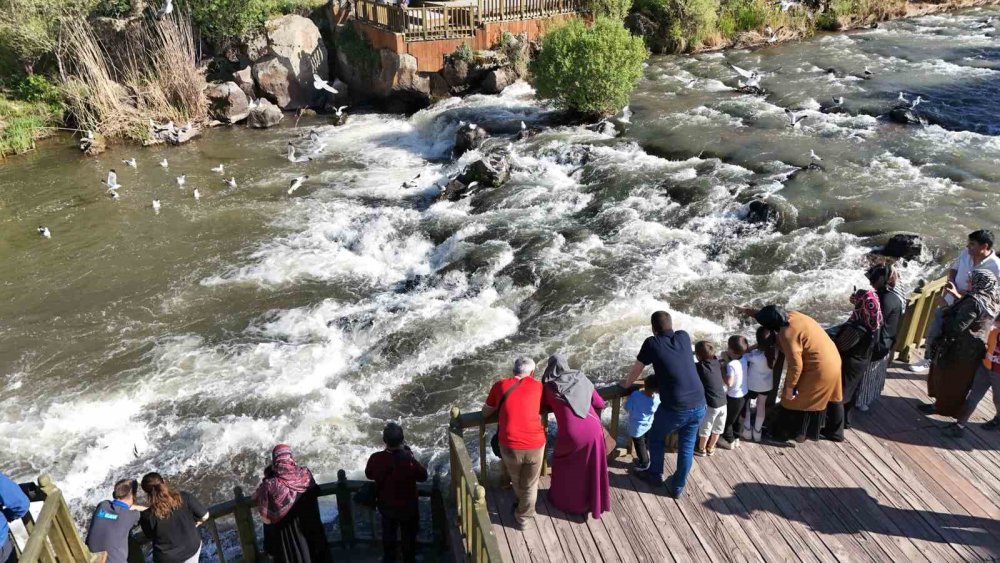 Martıların gökte, balıkların suda savaşı: Van'da inci kefali göçü nefes kesiyor