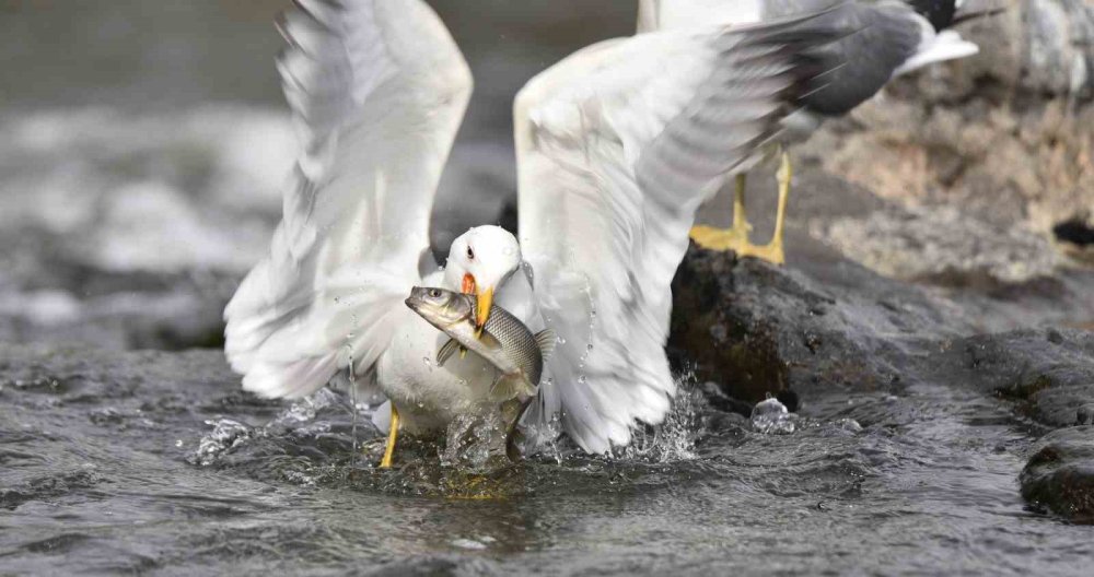 Martıların gökte, balıkların suda savaşı: Van'da inci kefali göçü nefes kesiyor