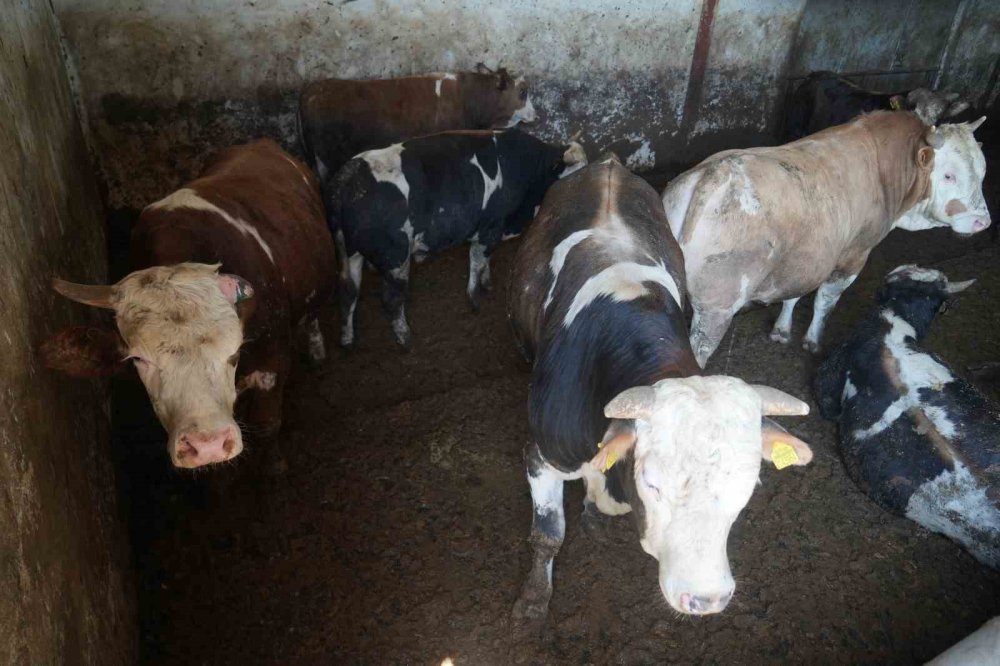 Muş’tan 30 bin hayvan sevk edildi, 3 milyar TL’lik gelir bekleniyor