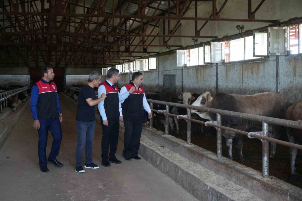 Muş’tan 30 bin hayvan sevk edildi, 3 milyar TL’lik gelir bekleniyor