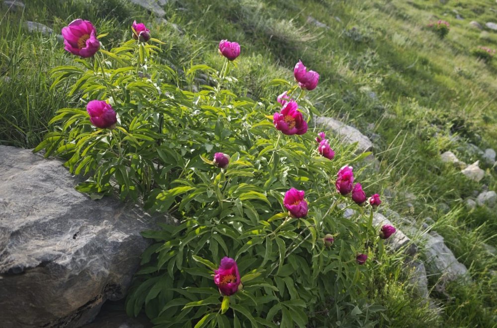 Tatvan’da şakayık çiçekleri büyülüyor