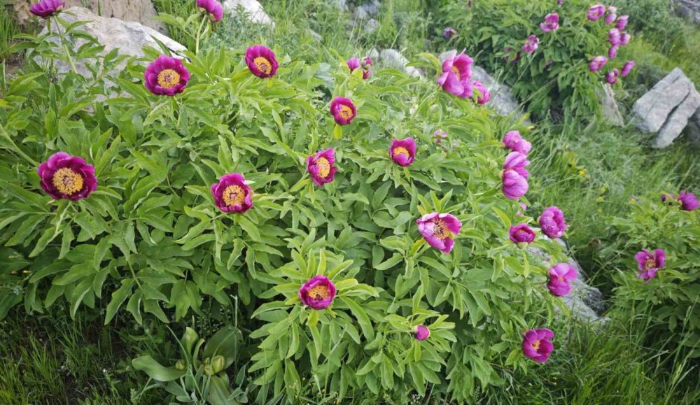 Tatvan’da şakayık çiçekleri büyülüyor