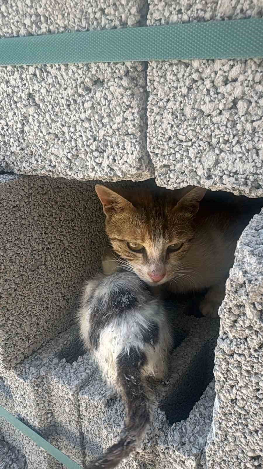 Urfa’da akıl almaz olay