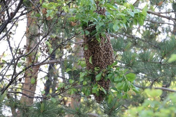 Erzincan’da arılar oğul vermeye devam ediyor