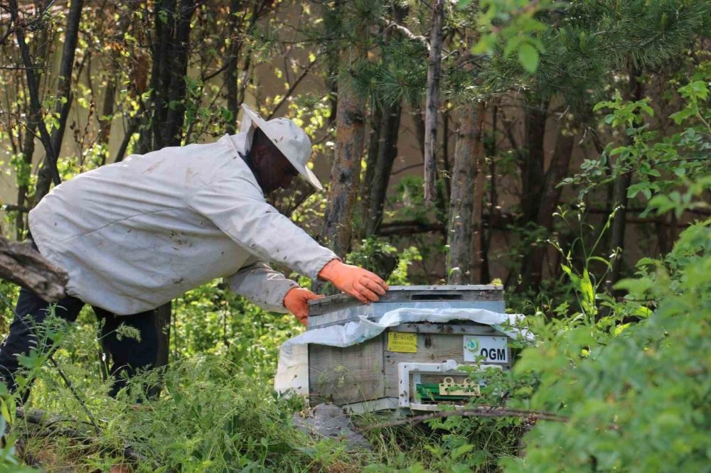Erzincan’da arılar oğul vermeye devam ediyor