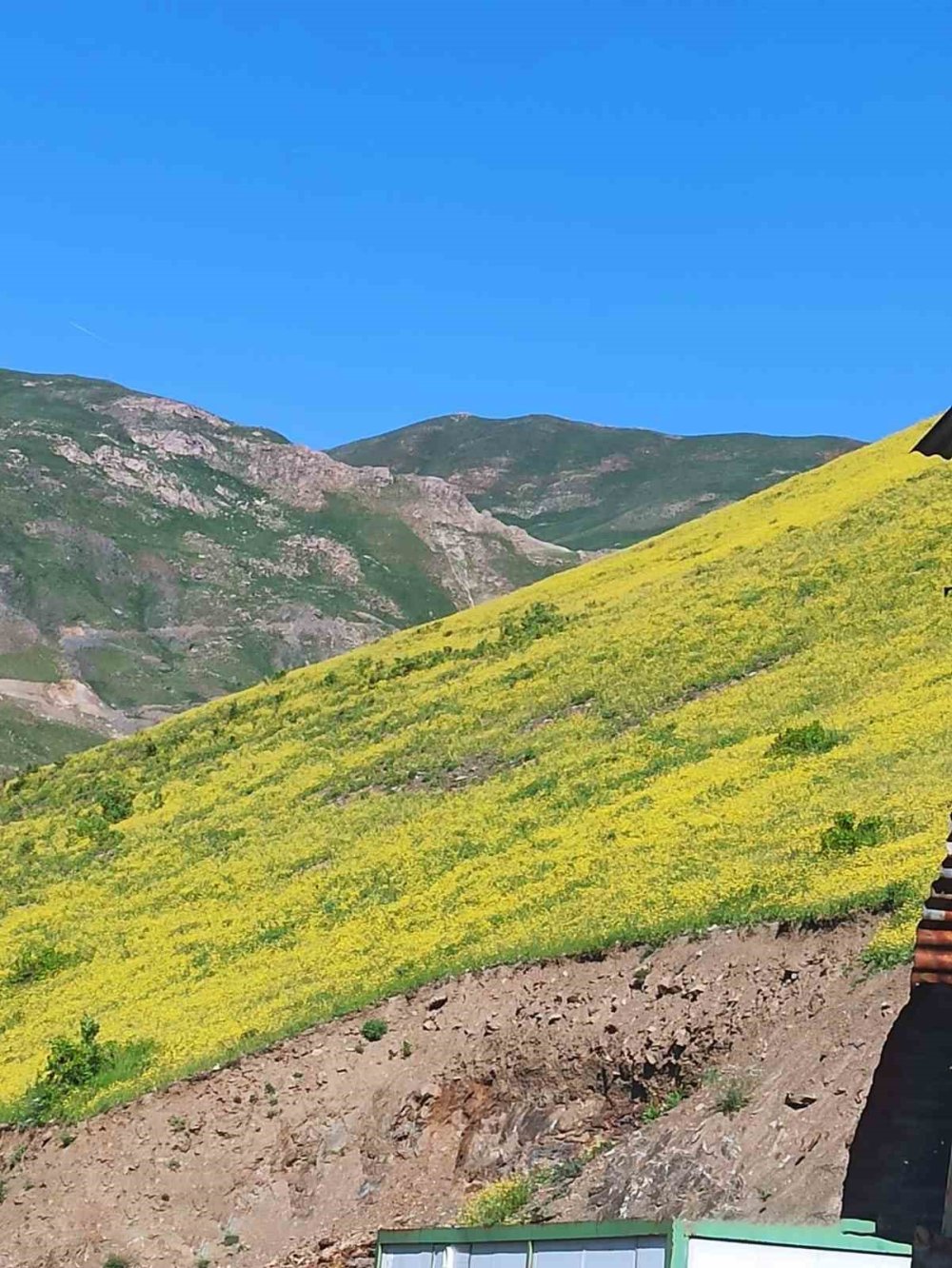 Hakkari’de güneşle açan, gün batımında yok olan çiçekler