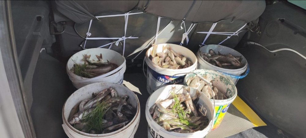 Kaçak avlanmış 15 ton inci kefali ele geçirildi