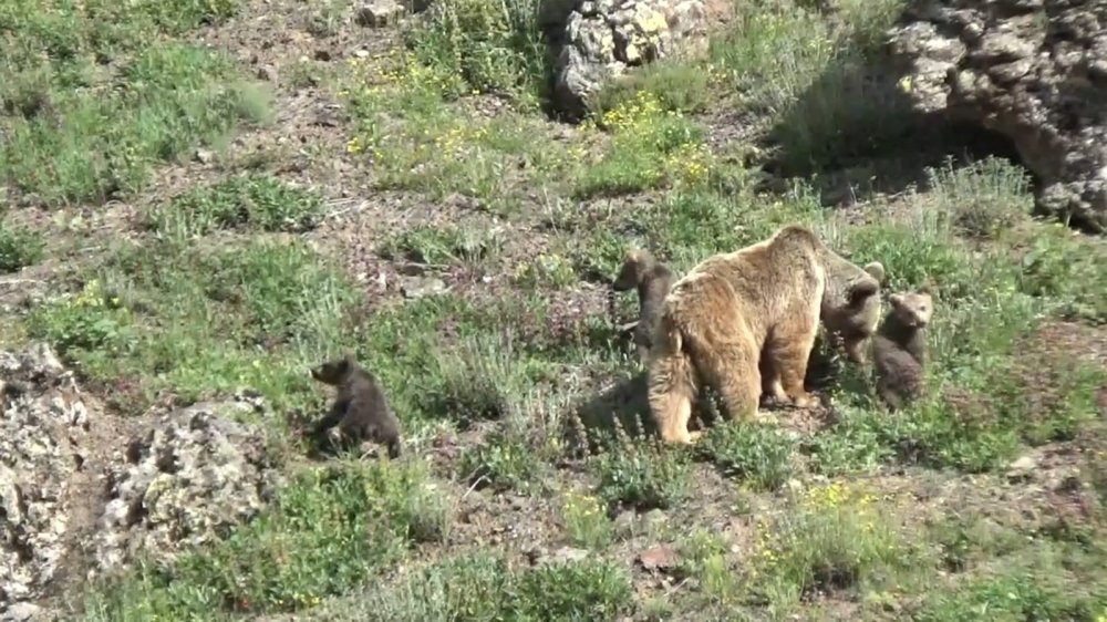 Tunceli’de anne ayı ve 3 yavrusu yiyecek ararken görüldü