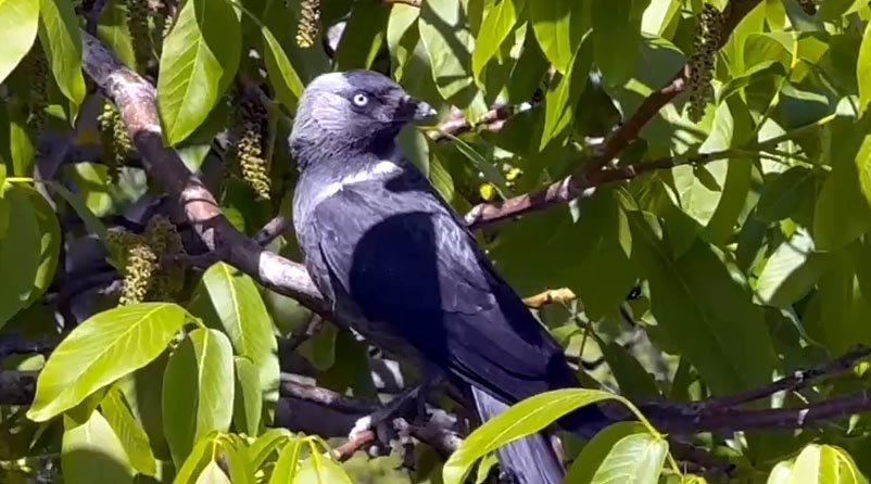 Cüce kargalar, inekten kopardıkları tüylerle yuva yaptı