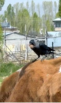 Cüce kargalar, inekten kopardıkları tüylerle yuva yaptı