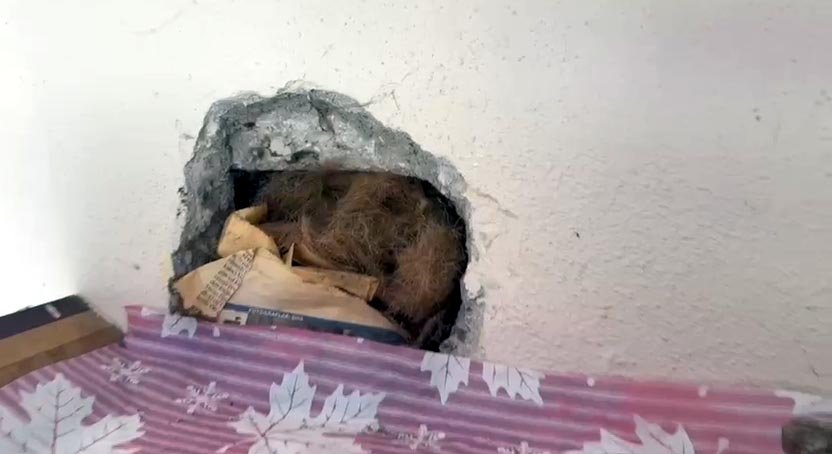 Cüce kargalar, inekten kopardıkları tüylerle yuva yaptı