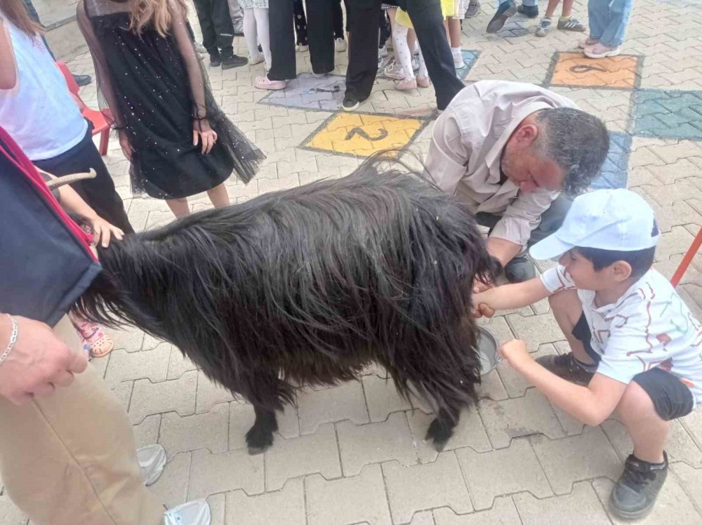 Öğrencilere keçi sağımı uygulamalı olarak gösterildi