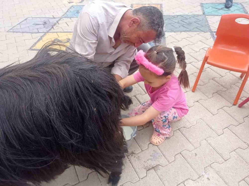 Öğrencilere keçi sağımı uygulamalı olarak gösterildi