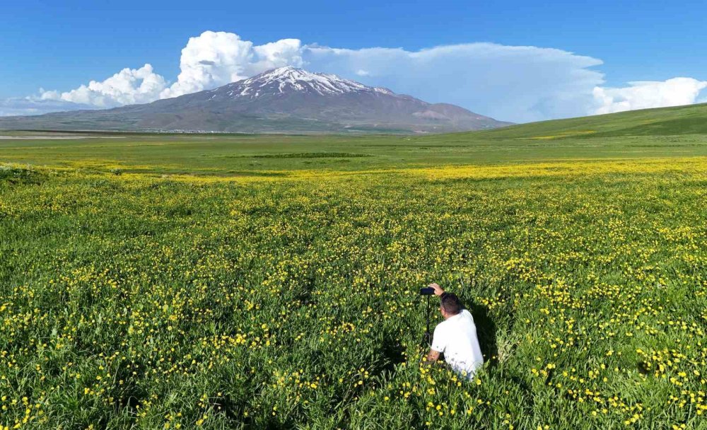 Sütey Yaylası baharın sarı çiçekleriyle renklendi