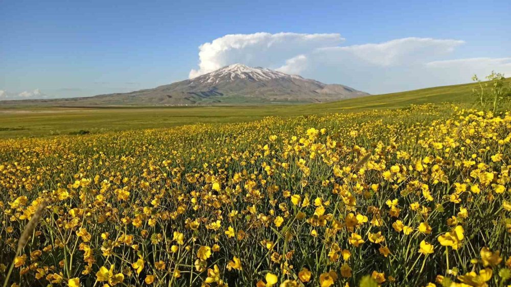 Sütey Yaylası baharın sarı çiçekleriyle renklendi
