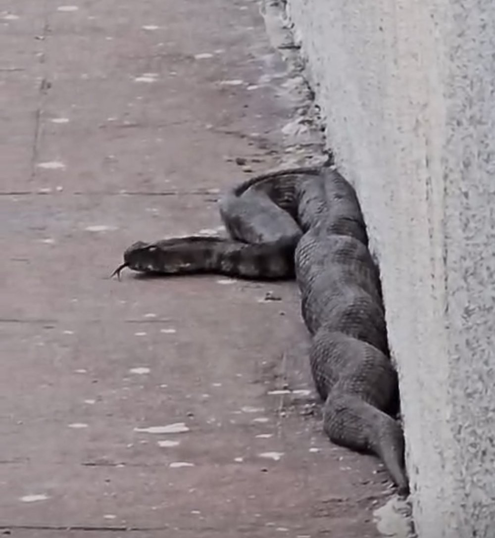 Antep’te site bahçesinde yılan paniği